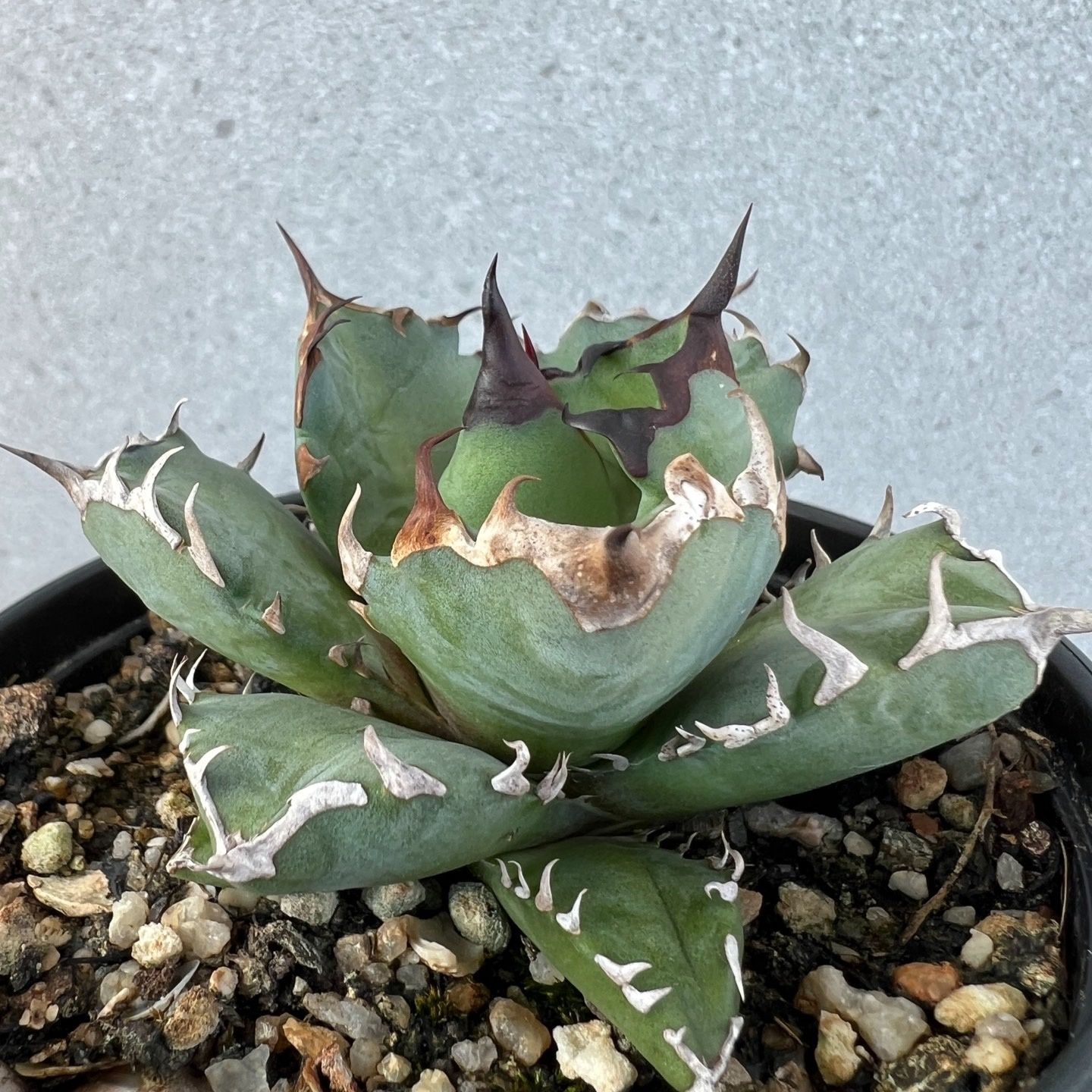 Y2 中株アガベ チタノタ 姫厳竜 強棘姫厳龍 短葉 厚葉 極上美株 狂刺