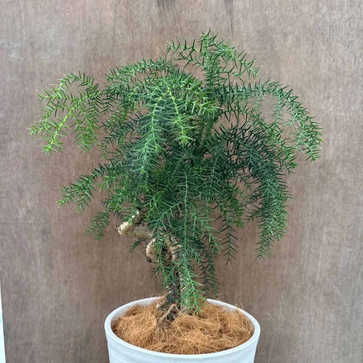 アロカリア① 8号 観葉植物 観葉 植物 黄金昇り竜 シマナンヨウスギ