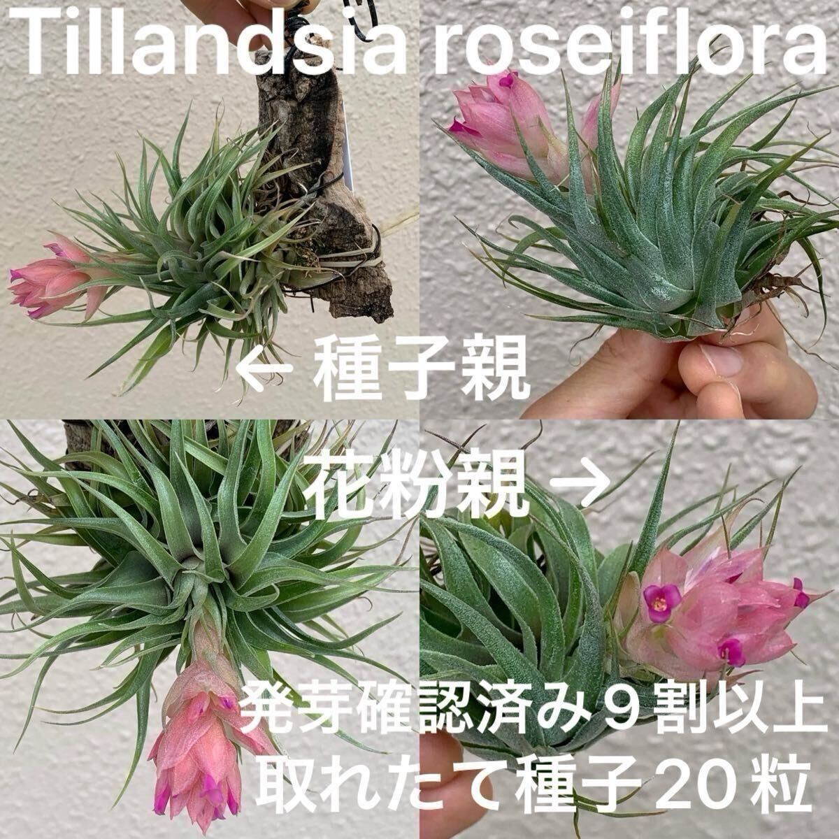 Tillandsia roseiflora ティランジア ロゼイフローラ ワイルド×ワイルド 種子×20粒 発芽9割以上 多肉植物 チランジア エアプランツ