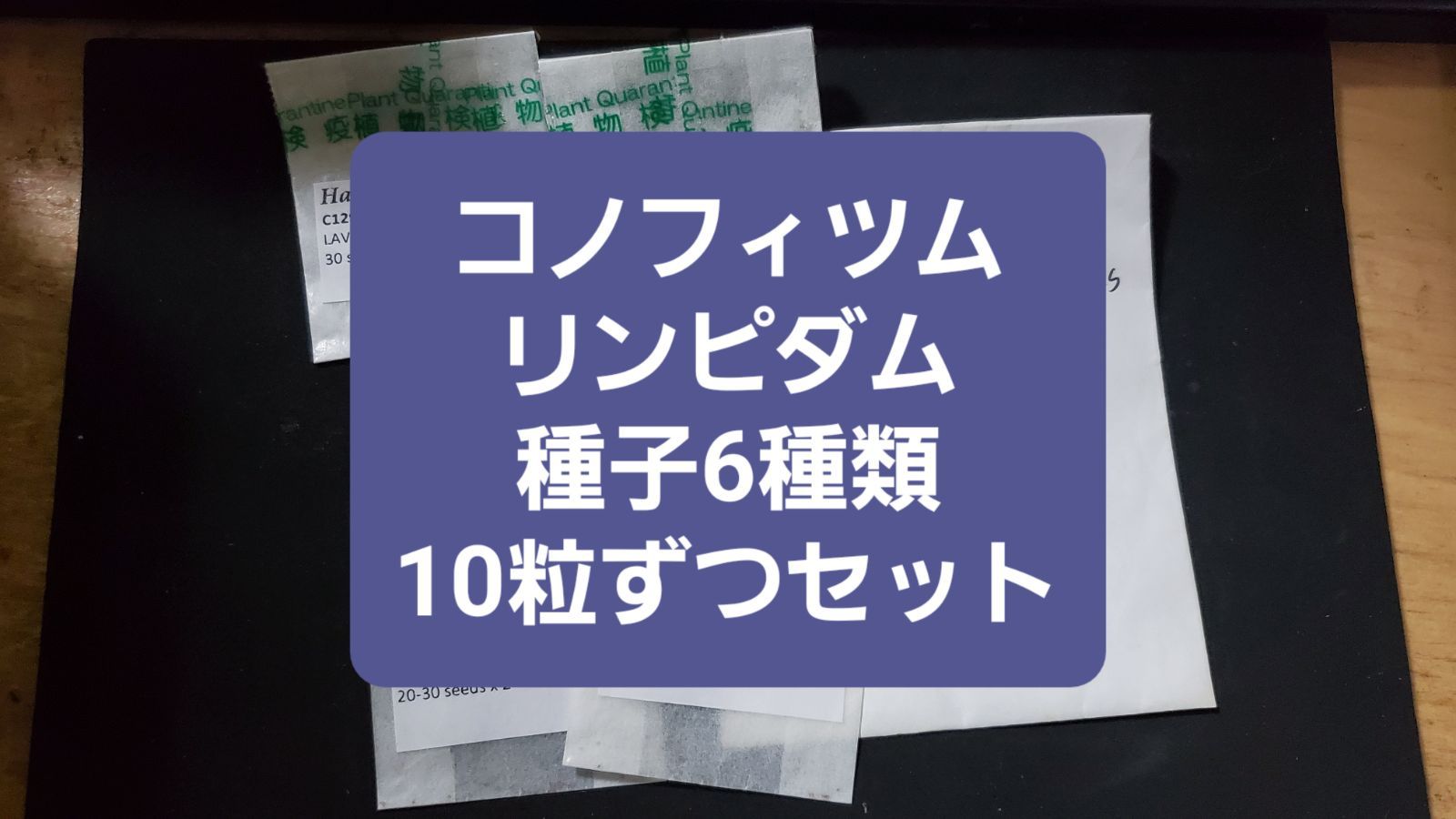 コノフィツム ビロブム系 種子32種類 10粒ずつセット