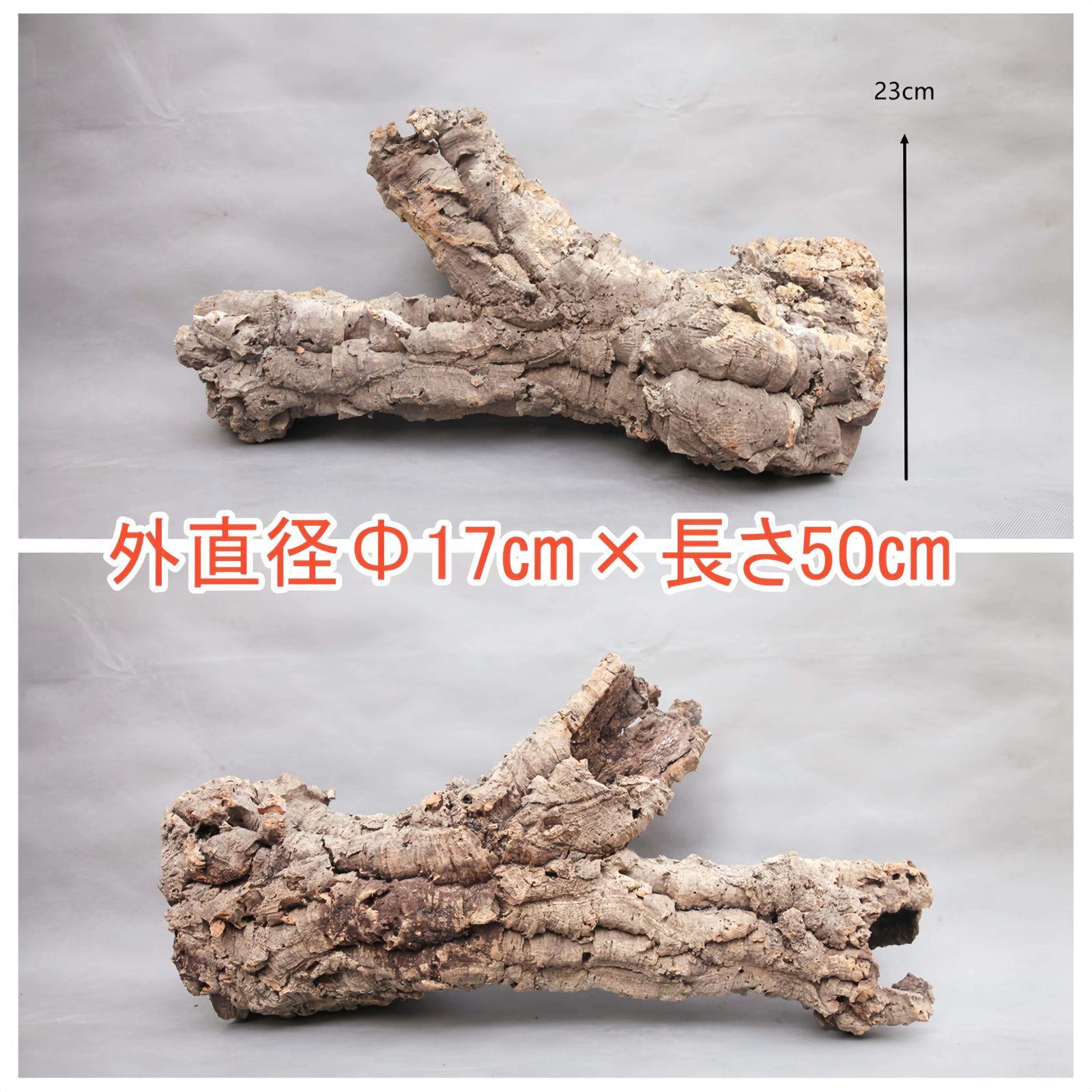 コルク樹皮　ビカク板付　爬虫類　シェルター　⑫ Amazon | 形状お任せ 天然素材のハーフシェルター S コルク樹皮