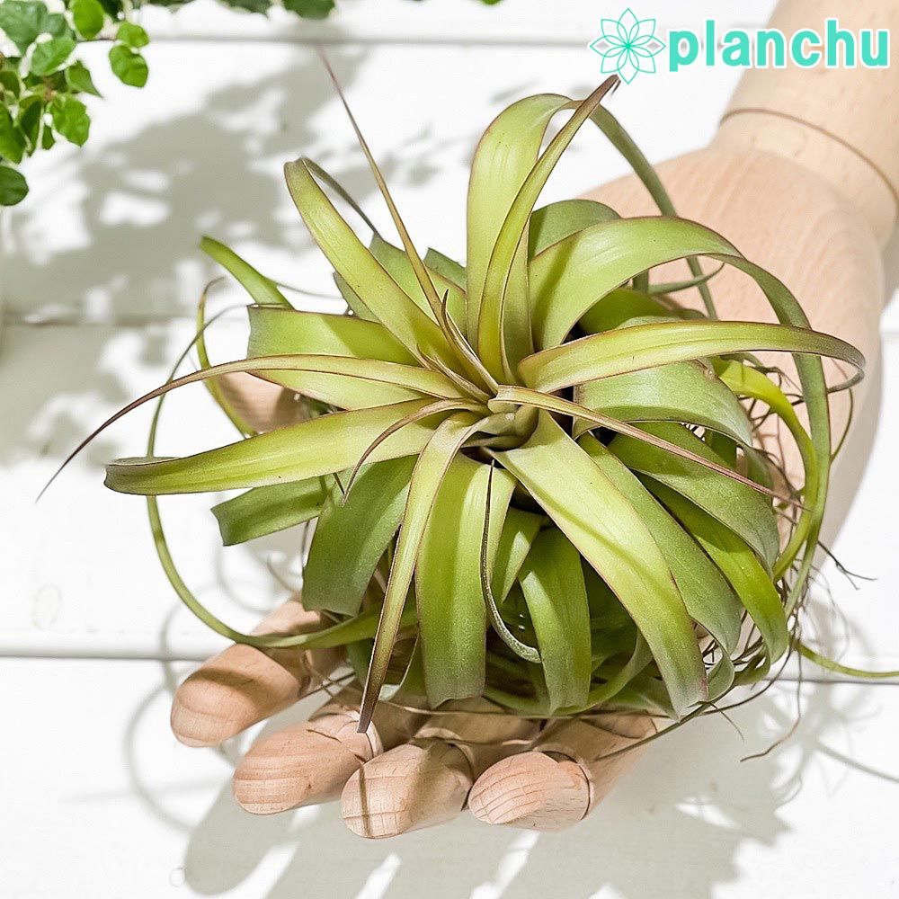 Tillandsia edithae チランジア エディシアエ 大株 PLANCHU エア