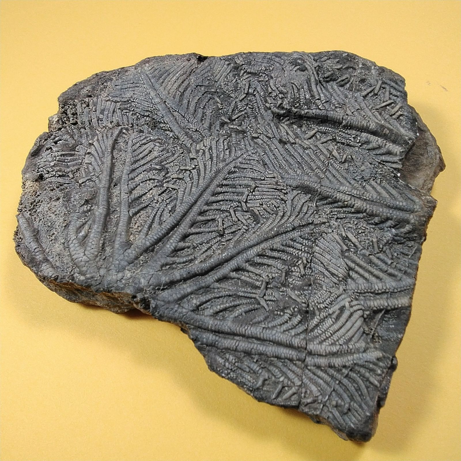 ウミユリ 化石　モロッコ産 浮き付き！ウミユリの化石【Ascocystites ecrinaid】【1463 g