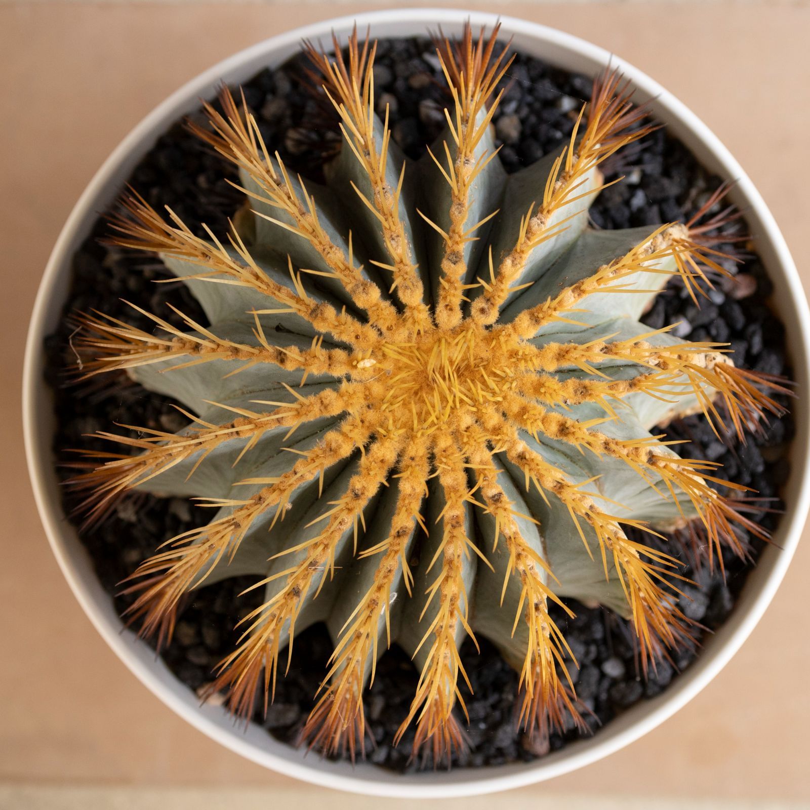 発根済】36cm 王冠竜 群生株 フェロカクタス ブルーバレルカクタス