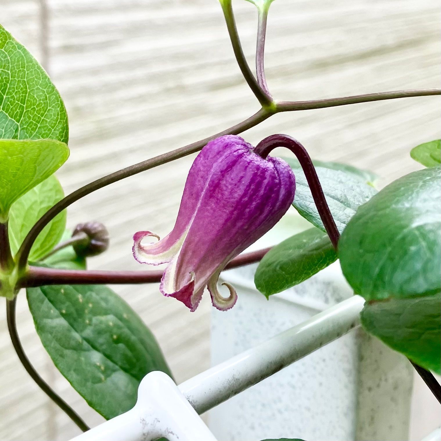 クレマチスアディソニーヴィオルナ系