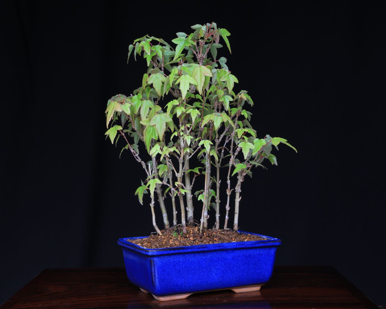 楓 かえで カエデ 楓盆栽 かえで盆栽 中品盆栽 紅葉 8月限定】紅葉 もみじ