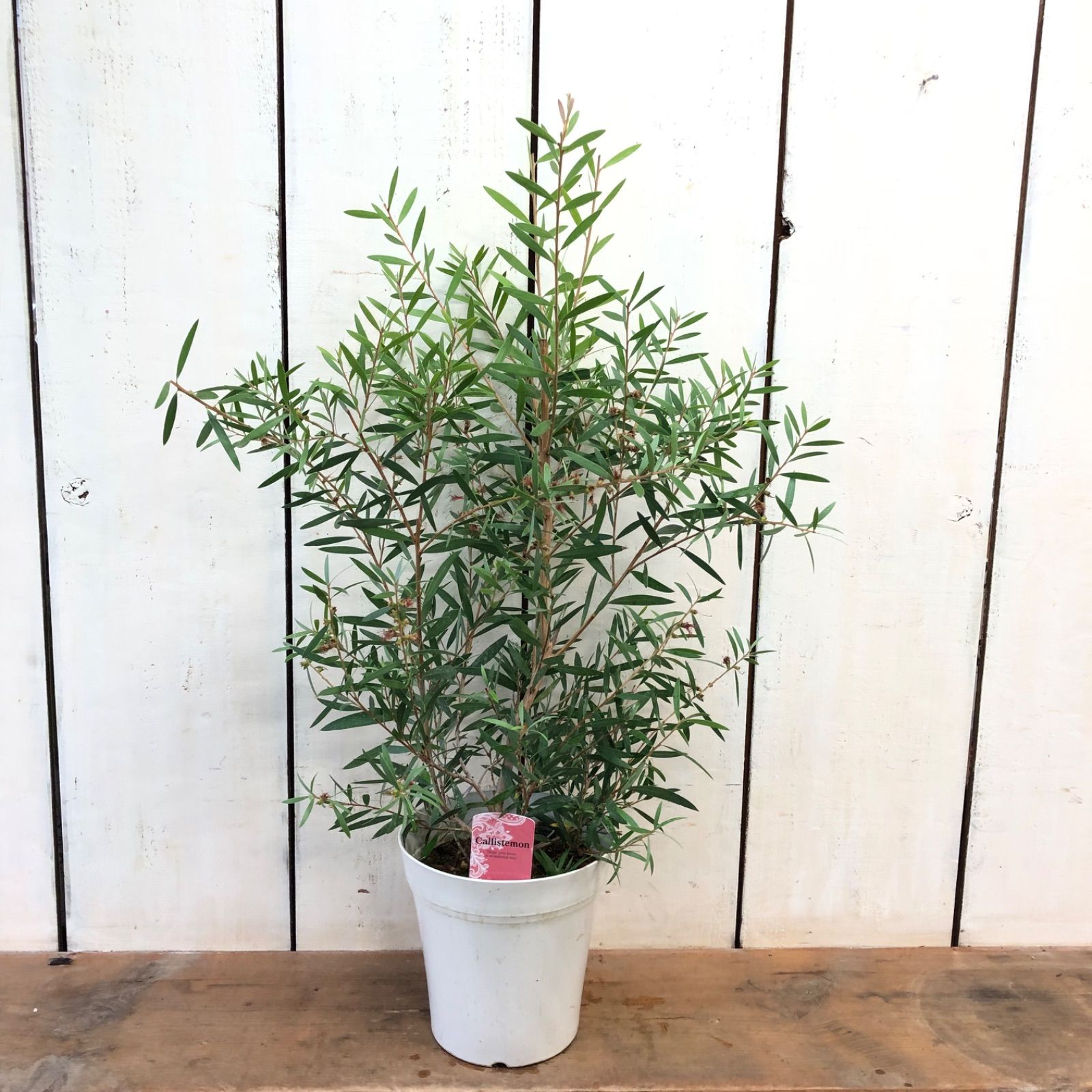 カリステモンピンディーピンディー - メルカリ