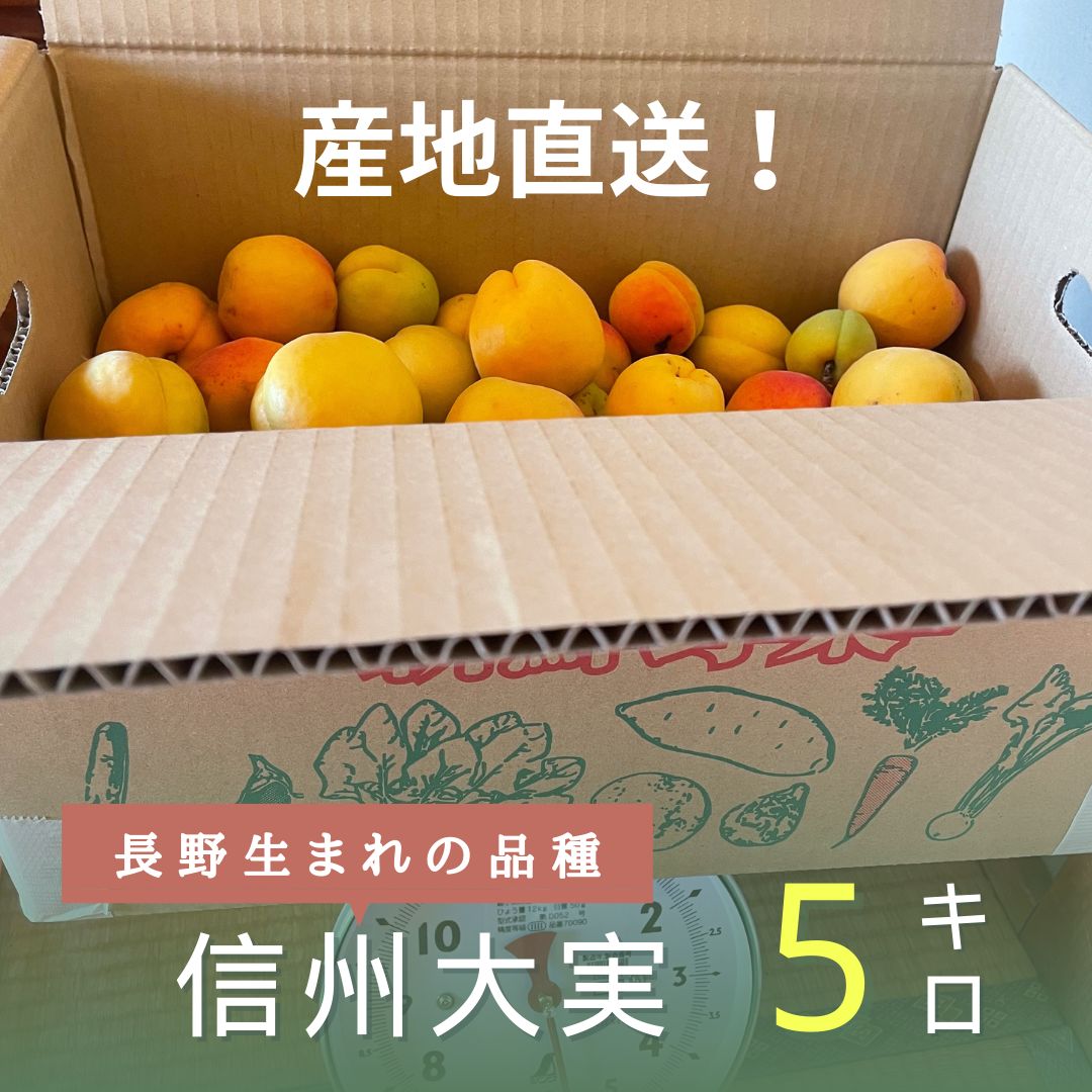 【長野県産】生あんず 信州大実 産地直送   6月29日収穫※6月30日朝まで購入限定（農協に出荷するため）