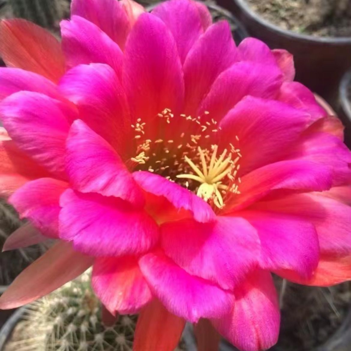 mcok15689商品　花サボテン　カキコ現品 ④サンセット レブチア属 花サボテン 多肉植物 カキコ現品 2個