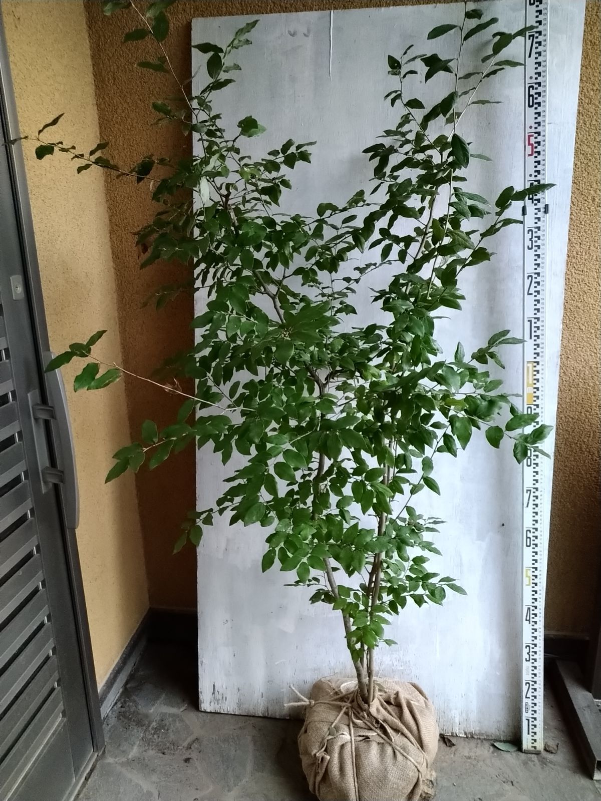 先着購入特典 木製角盆 時代品 高蒔絵 八橋図盆 木箱付き 25.8センチ