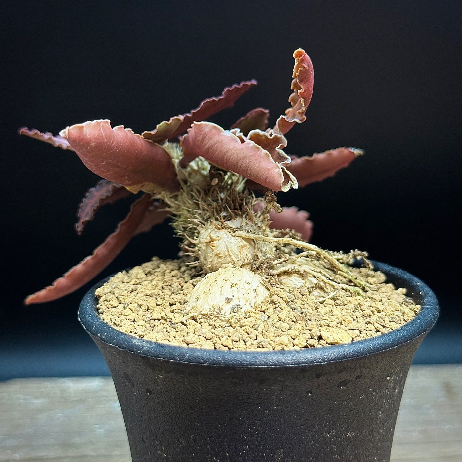 ユーフォルビア フランコイシー 実生 抜き苗で発送 - メルカリ ユーフォルビア フランコイシー 実生 抜き苗で発送 - メルカリ