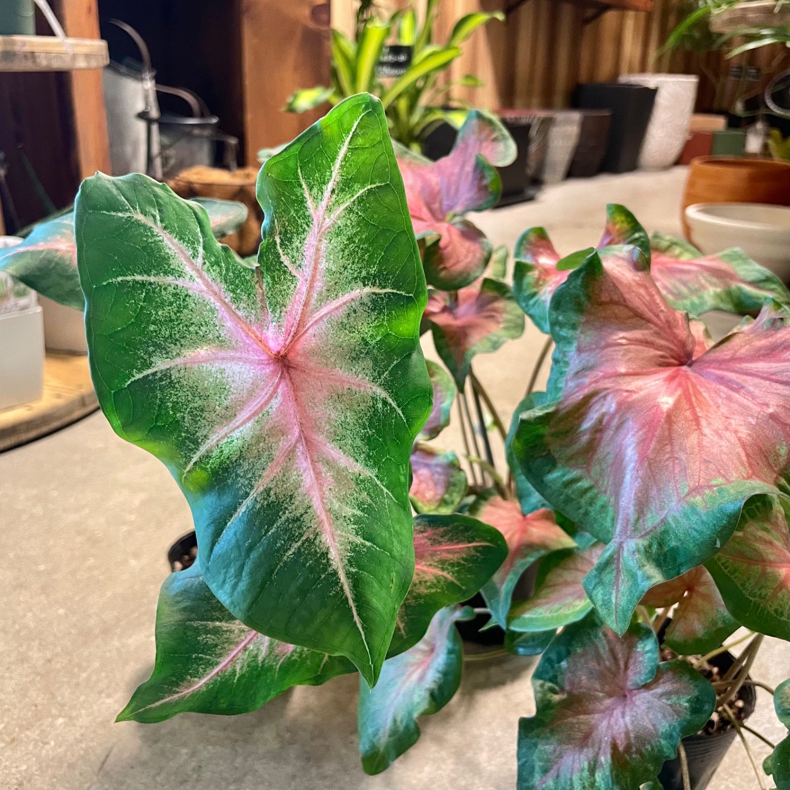 カラジウム 4種セット 抜き苗