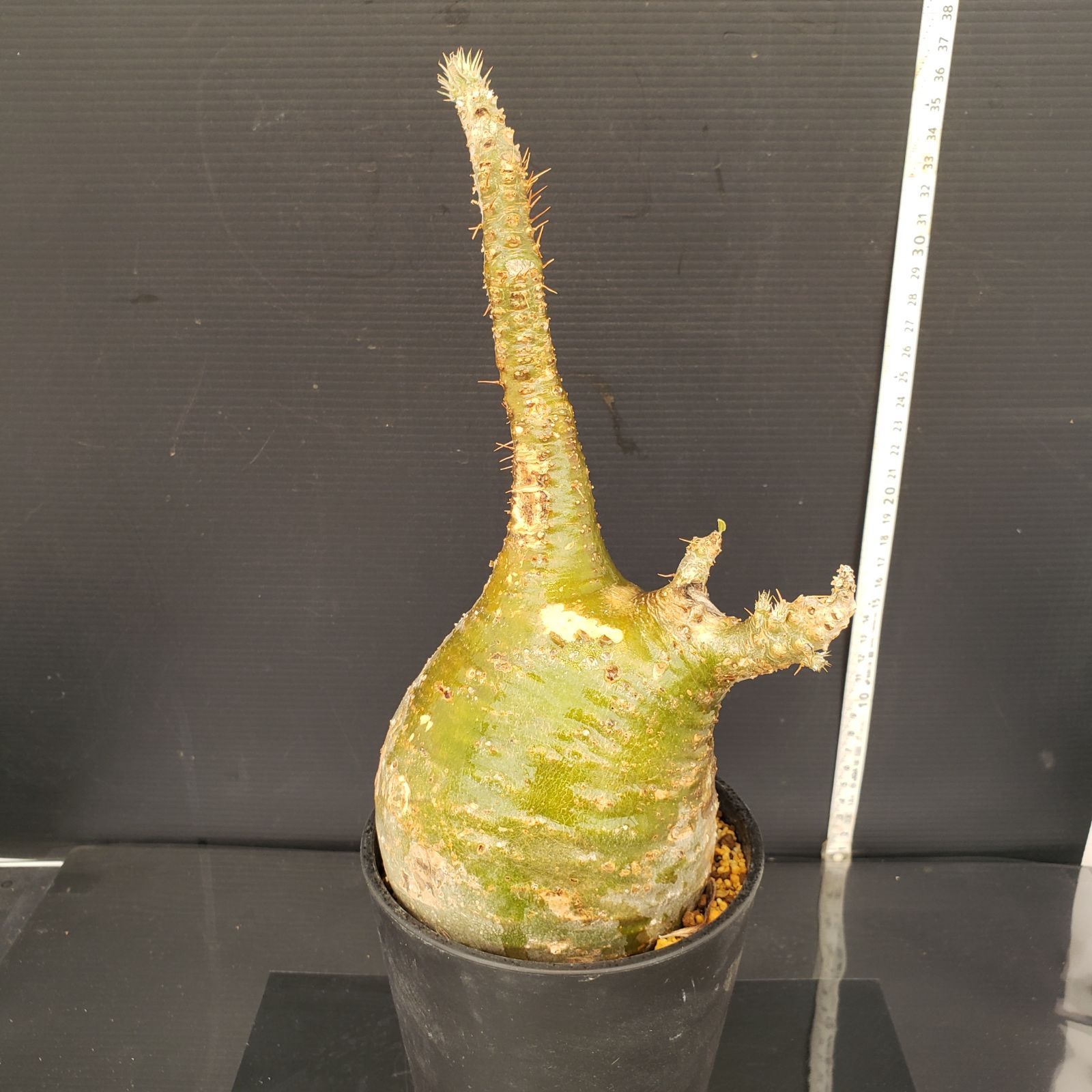 パキポディウム　グラキリス　発根済み パキポディウム グラキリス 現地株 ML T436【自社養生株