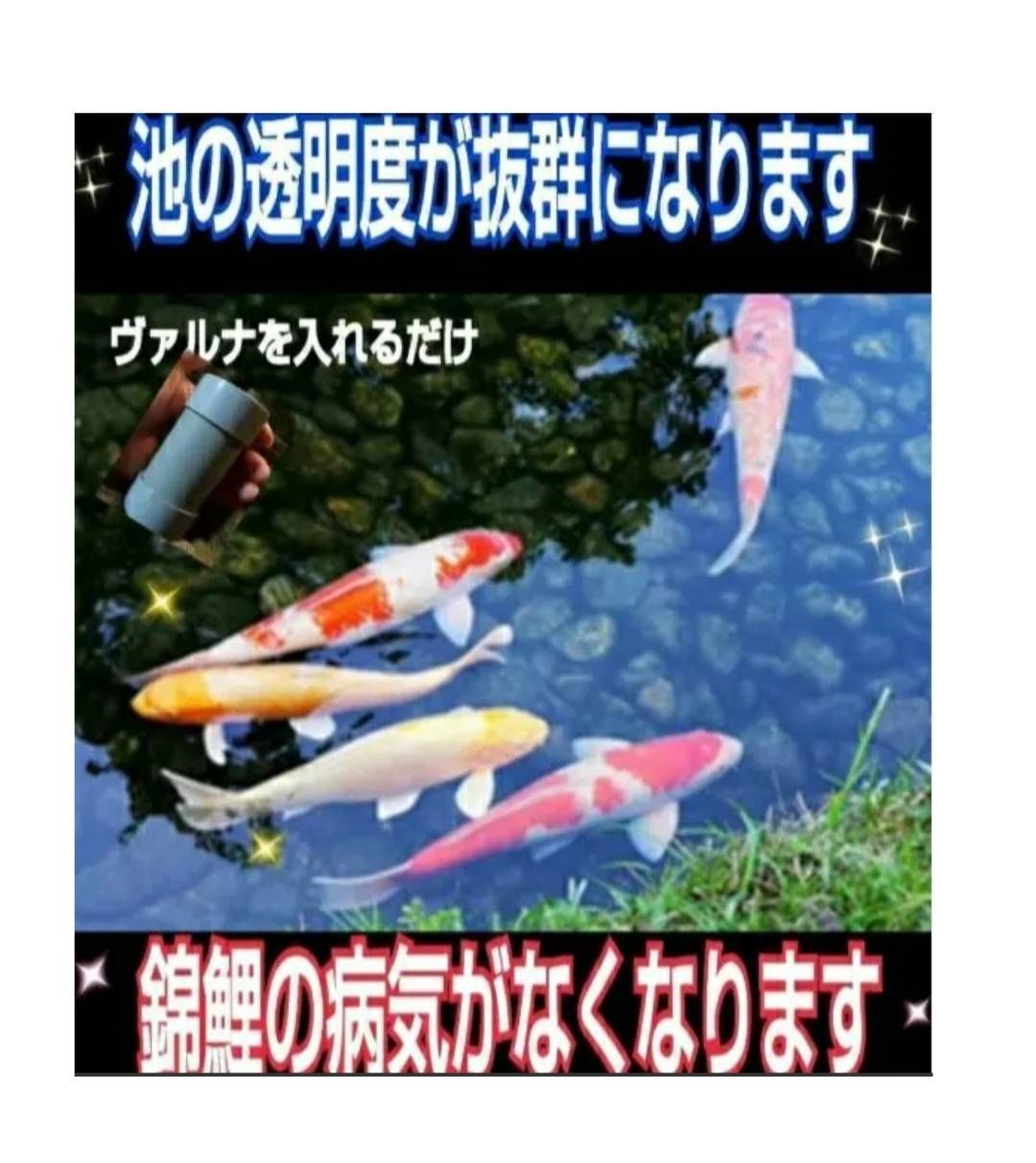 池の透明度アップ！有害物質、病原菌の抑制に抜群！ヴァルナ池用☆500