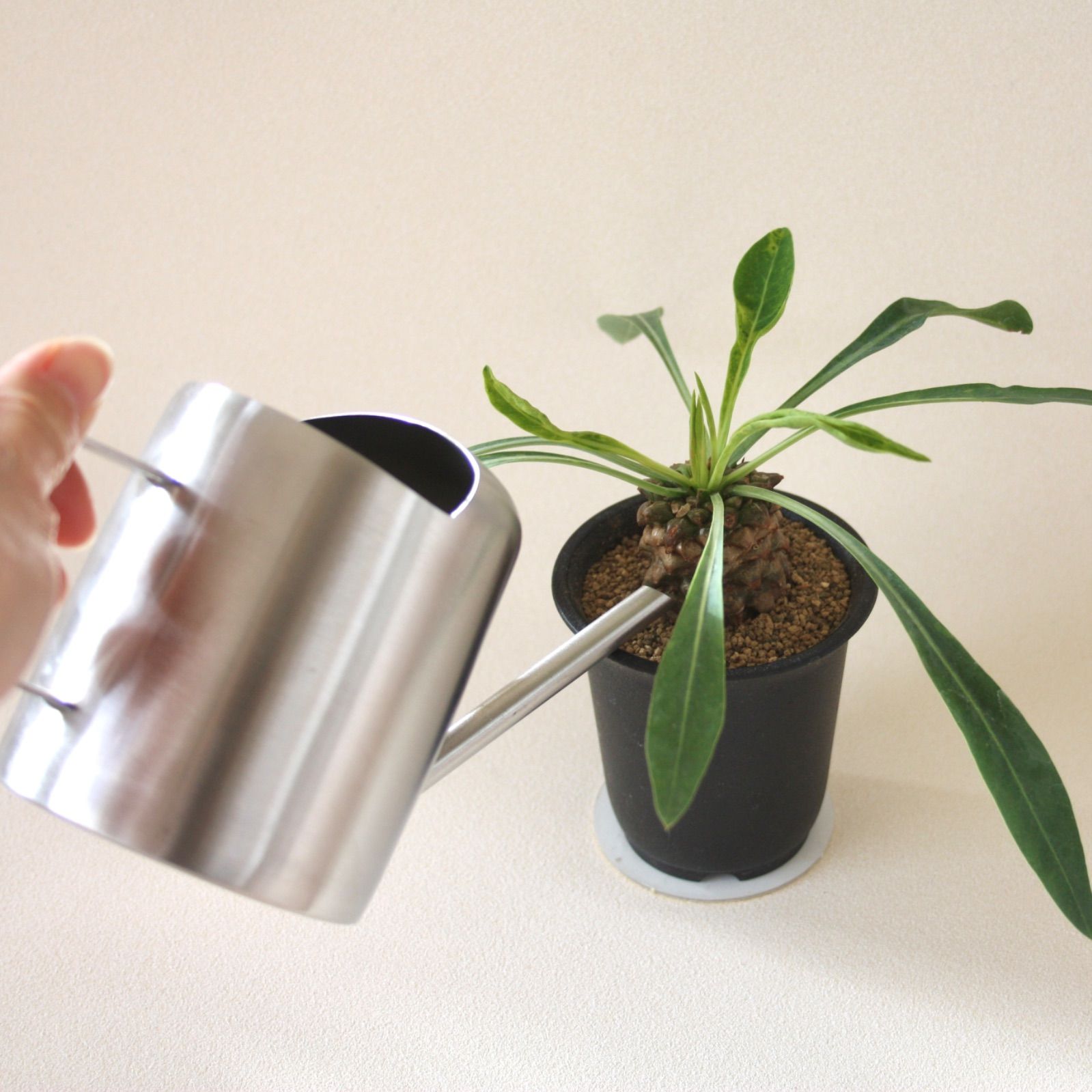 ユーフォルビア 鉄甲丸 ／ 多肉植物 - メルカリ