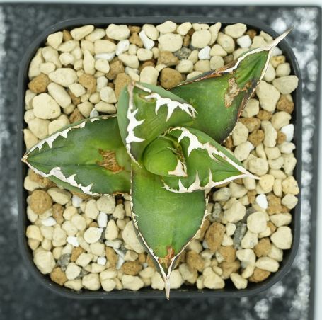 アガベ　チタノタ　包心龍　子株　台湾 アガベ チタノタ 