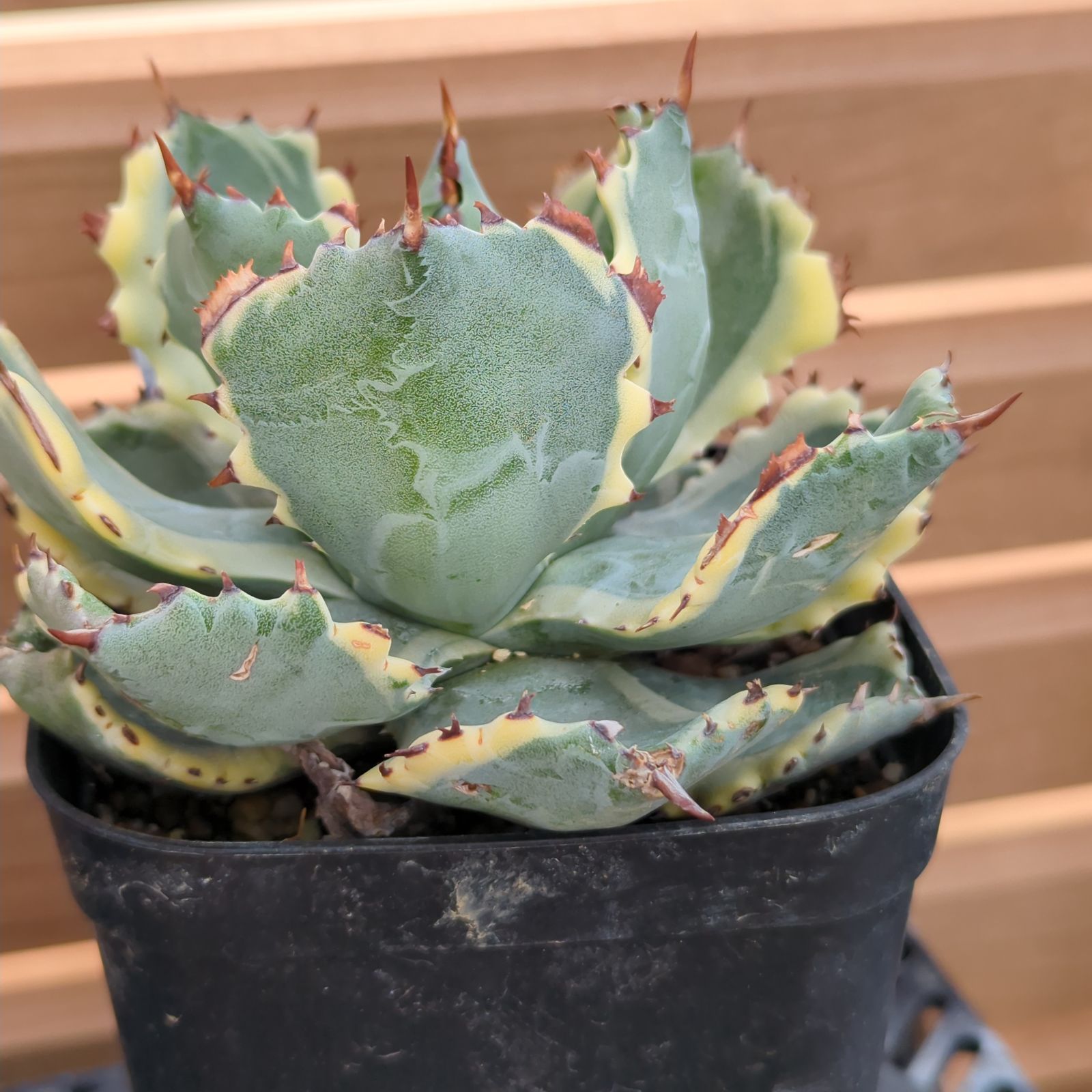 アガベ 兜蟹錦 白覆輪 Agave isthmensis - メルカリ