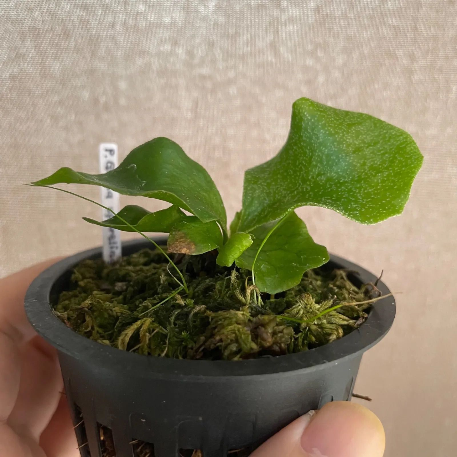 Platycerium P. Ginka sporelings ビカクシダ - メルカリ