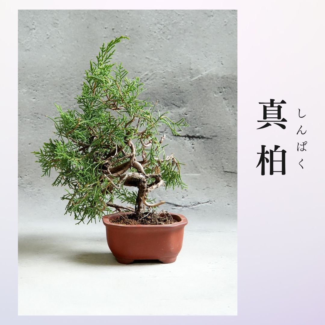 石井盆栽 真柏 しんぱく 盆栽 s-10