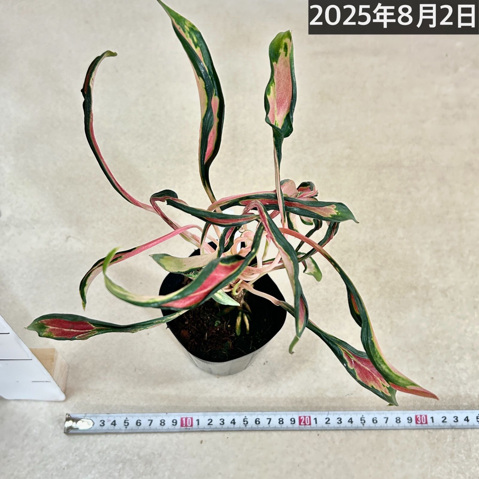 激レア アグラオネマ メデューサ 3.5号ポット 個体B(現品) 希少種