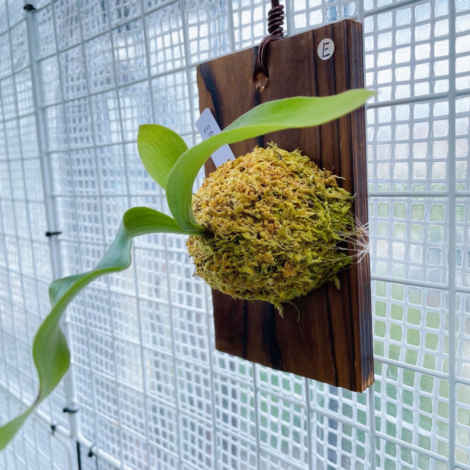 P.bifur sp.white 白ビフ E-1 ビカクシダ大きめ子株