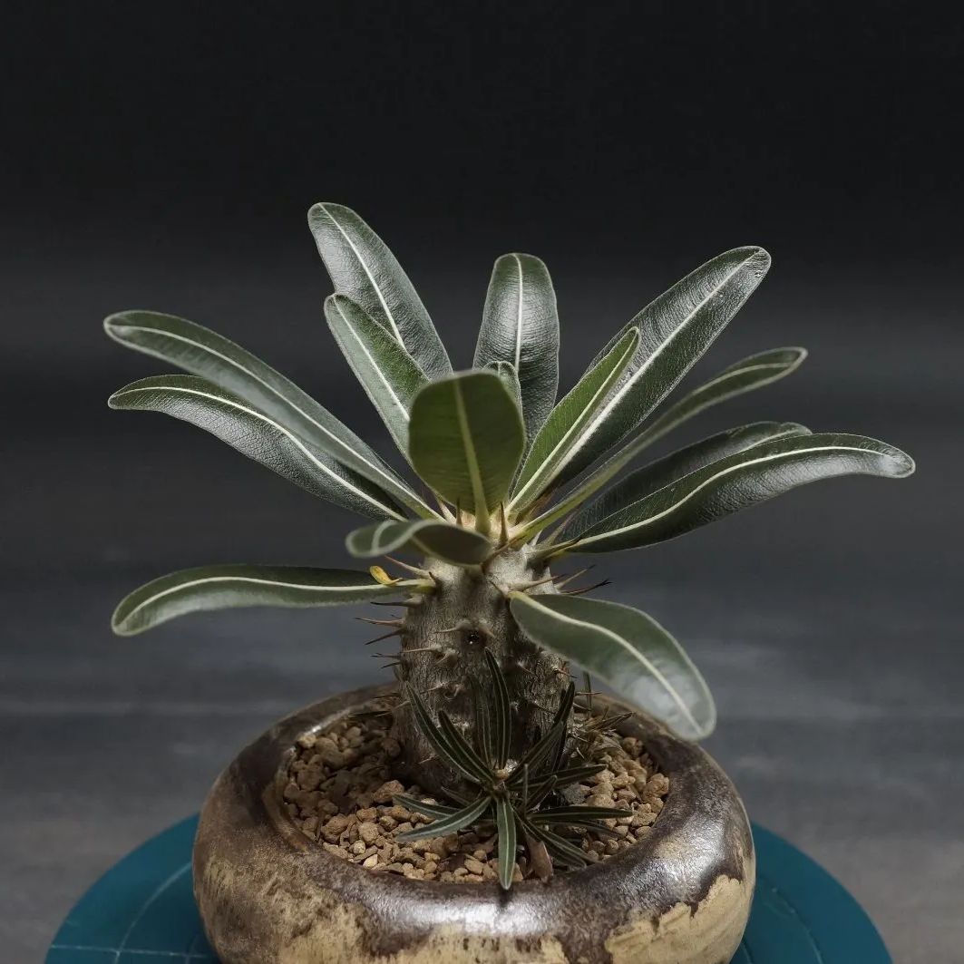 Pachypodium