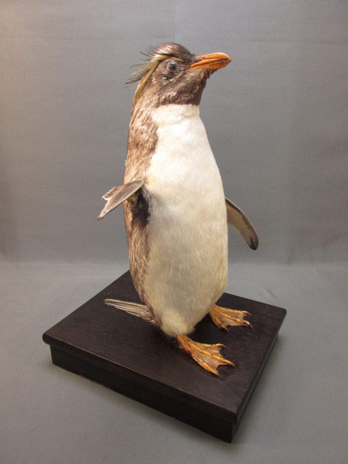 イワトビ ペンギン 本物 剥製 身長39cm - メルカリ