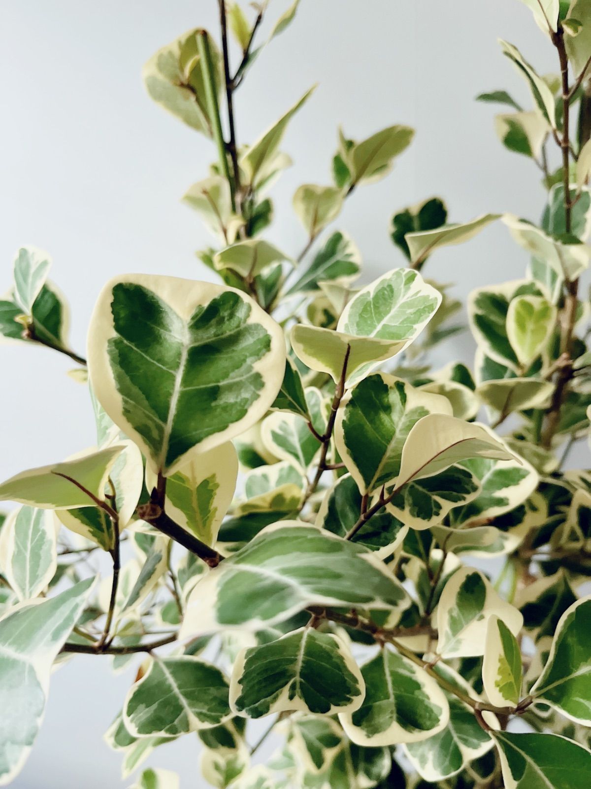 再入荷 フィカス