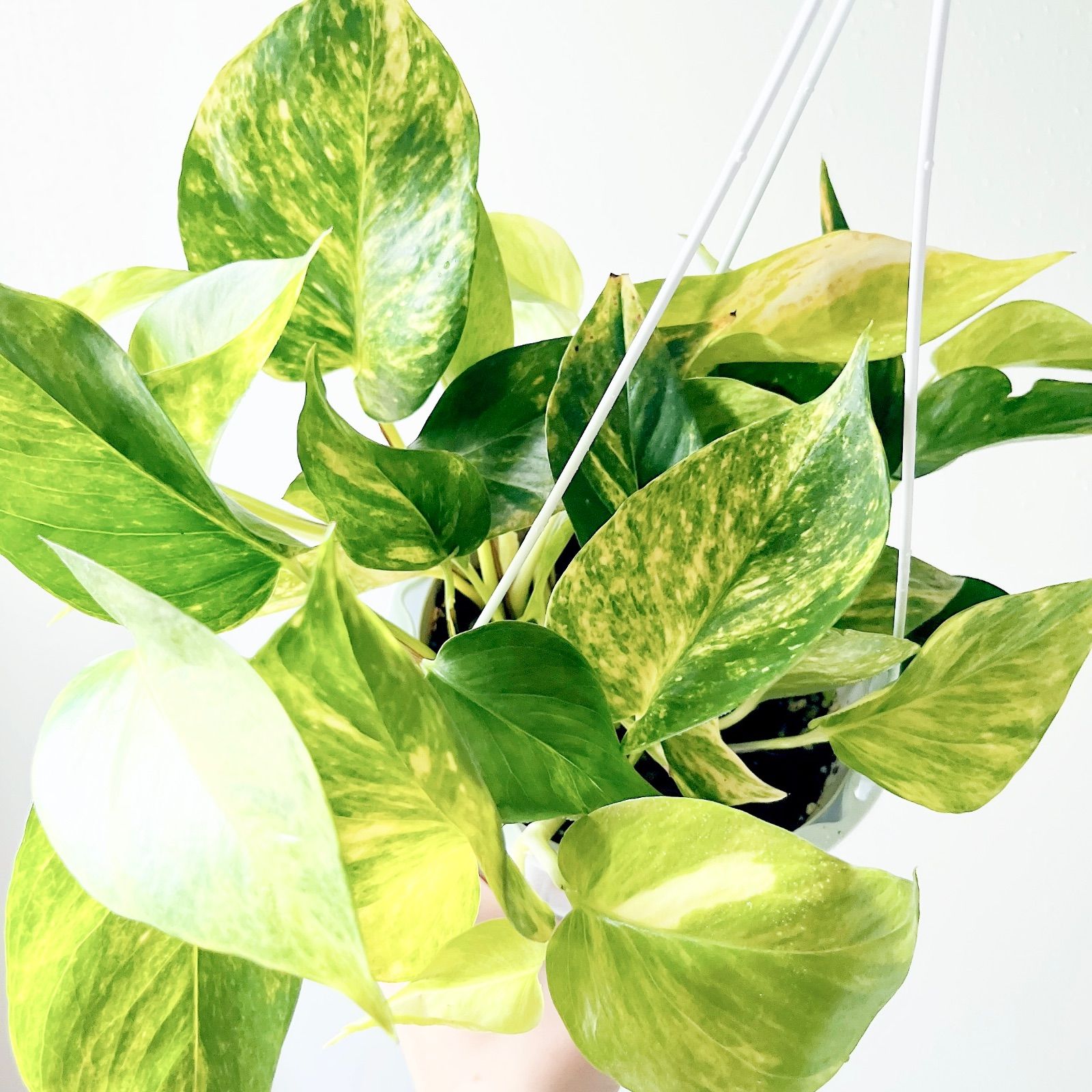 モンステラ デリシオーサ 根上がり モンステラ デリシオーサ 1番 幹