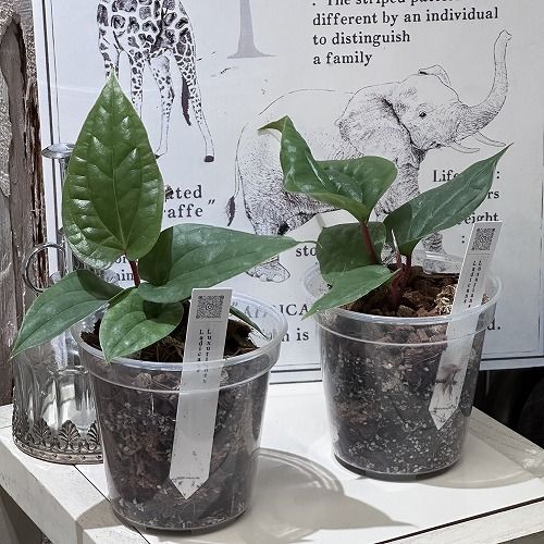 荒木植物園 AOPF.JP 5号鉢 アンスリウム ルクスリアンス×ラディカンス 観葉植物 アンスリウム ルクスリアンス ラディカンス ハイブリット 5号鉢