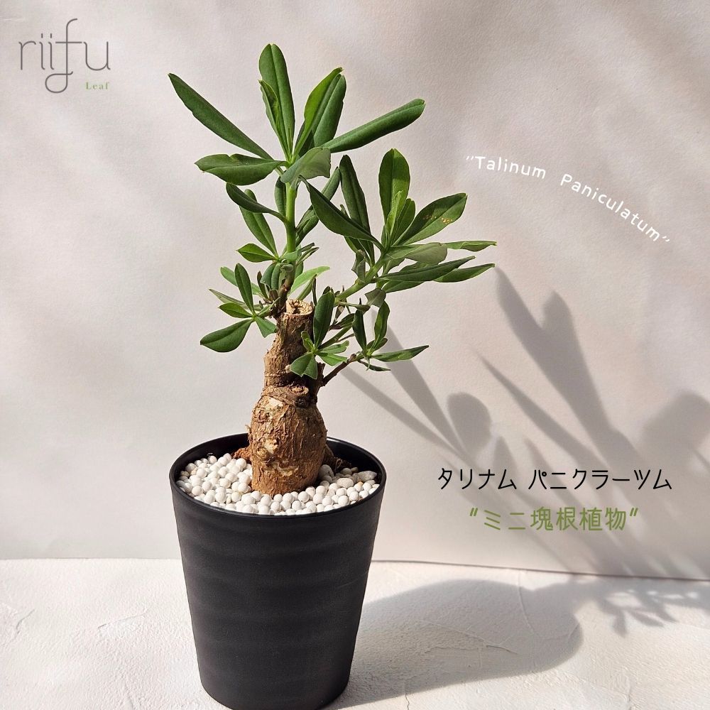 タリナム パニクラーツム 〛Talinum​ Paniculatum 発芽済 塊根植物