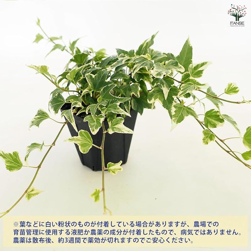 ＩＴＡＮＳＥ ヘデラ ホワイトエンジェル 3.5号 8個セット 品種で選べる観葉植物 学名 Hedera helix White engel ウコギ科ヘデラ属 耐寒性常緑つる性多年草 別名 アイビー セイヨウキヅタ フユヅタ 冬蔦 ●特に美しい葉 YUZUMIYA_COM