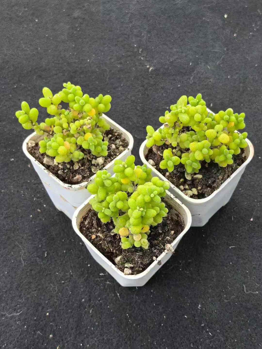 32鉢の土鉢付きセット ドロサンテマム グロボーサム 多肉植物 佐川急便発送 エケベリア 韓国苗 MY733 YUZUMIYA_COM