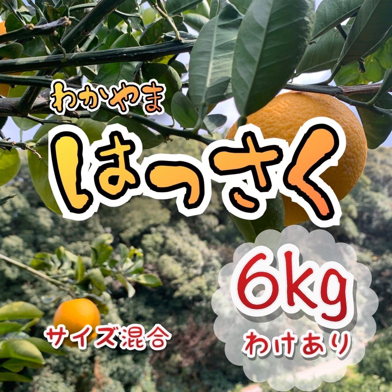 訳あり!! 和歌山県産有田の八朔（はっさく）小玉 6kg みかん2 - 果物