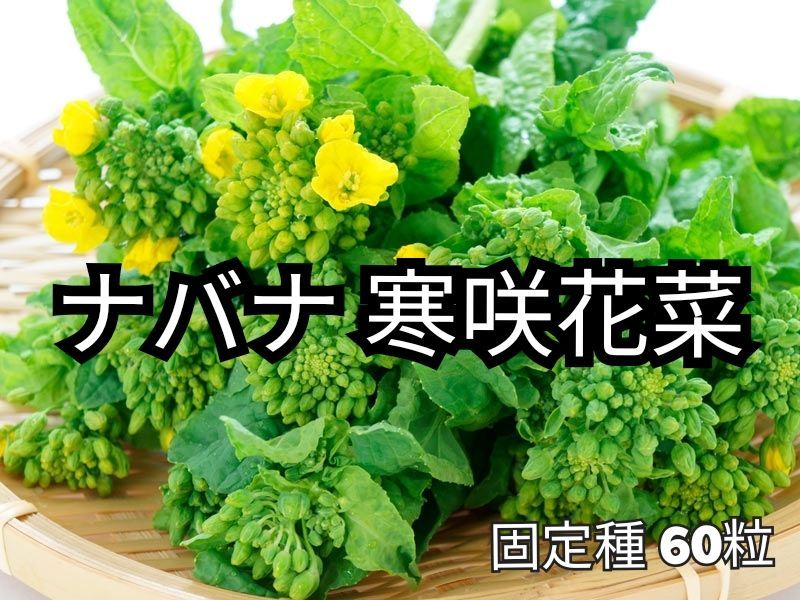 メルカリshops 食用花ナバナ寒咲花菜の種 固定種 春を呼ぶ野菜 景観用にも向くおいしい菜の花