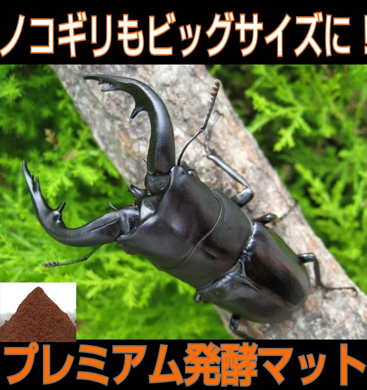 ミヤマクワガタ、ノコギリに抜群！プレミアム3次発酵マット☆特殊