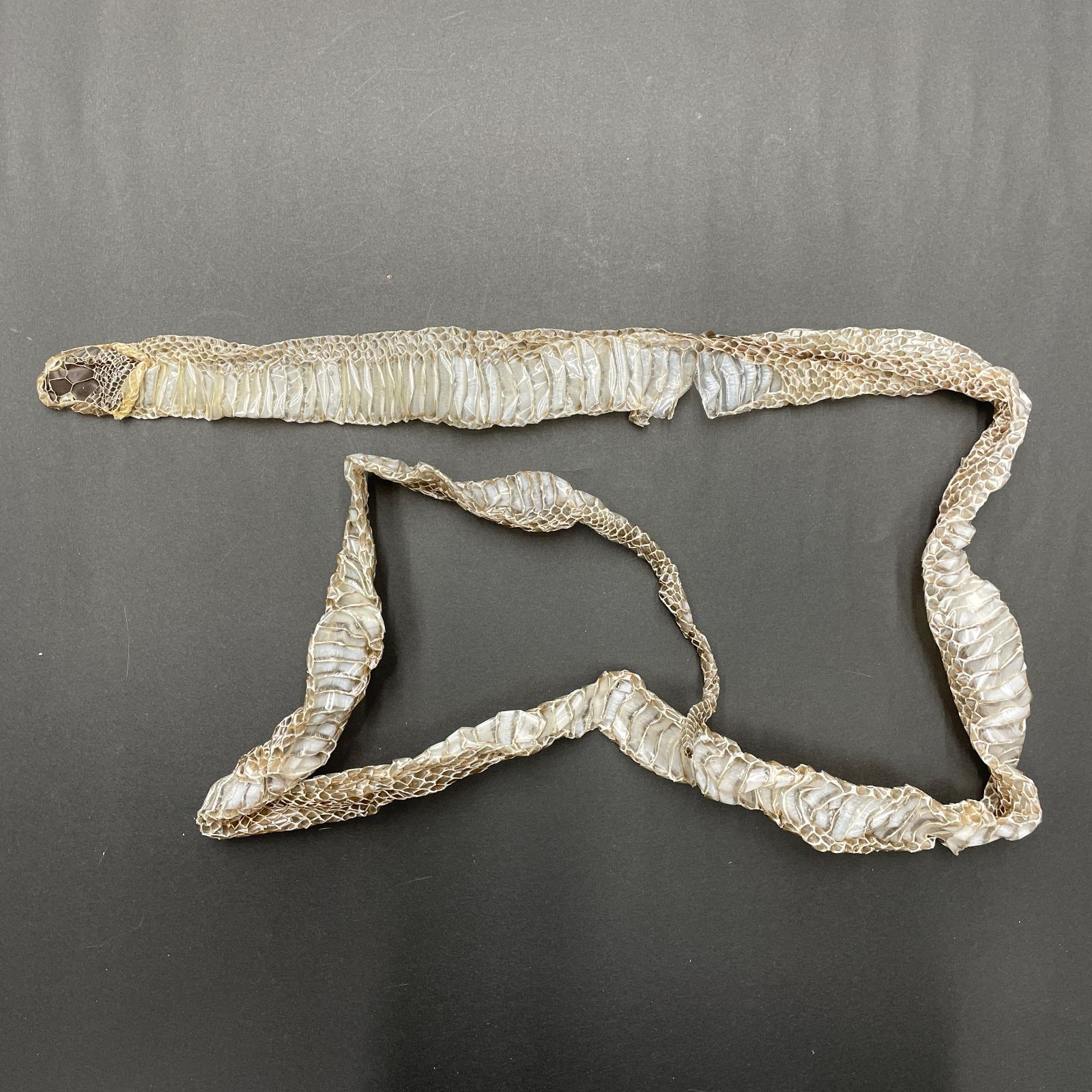 蛇の抜け殻 3匹分セット 開運 縁起物 金運 ヘビの抜け殻 まとめ