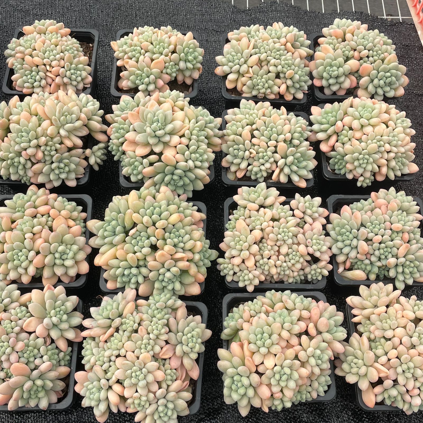 大苗 抜き苗 ロココ AM687×20鉢 ヤマト発送 多肉植物 エケベリア