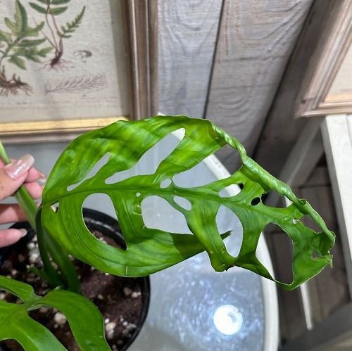 観葉植物 モンステラ エスケレート 5号(おまかせ1鉢) インテリア