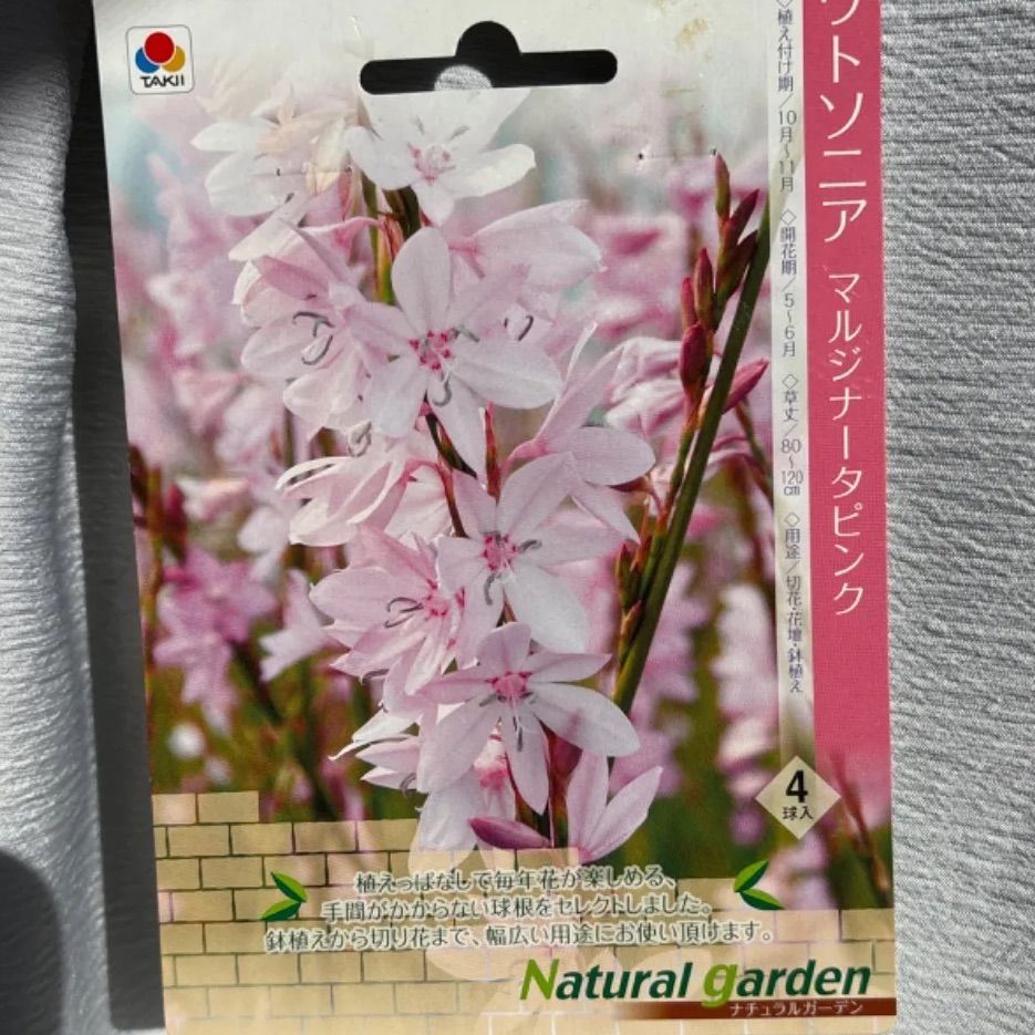 ワトソニアの球根(ピンク)5球 【公式通販】