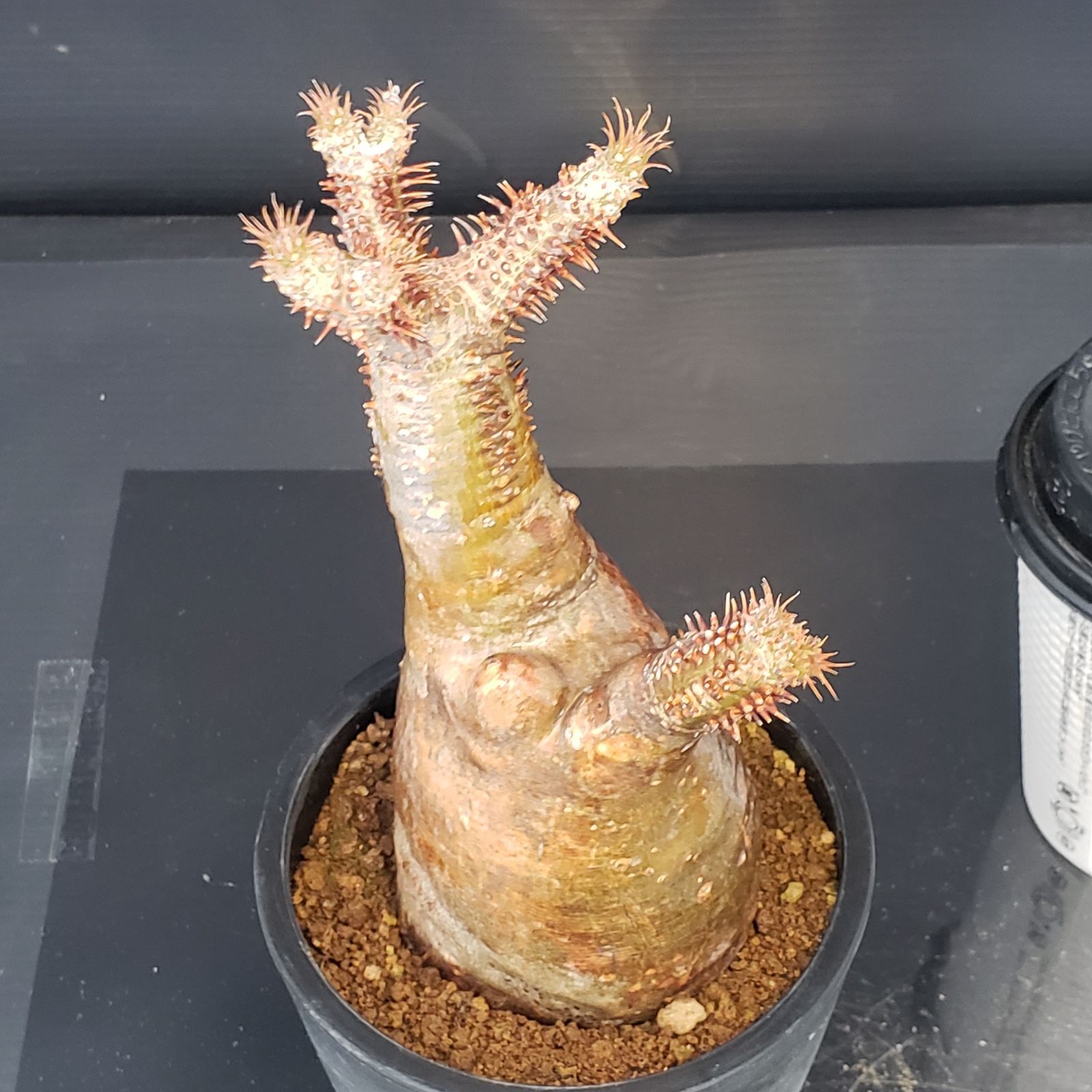 C346【最新到着】Pachypodium グラキリス（ML）（現地球・抜き苗