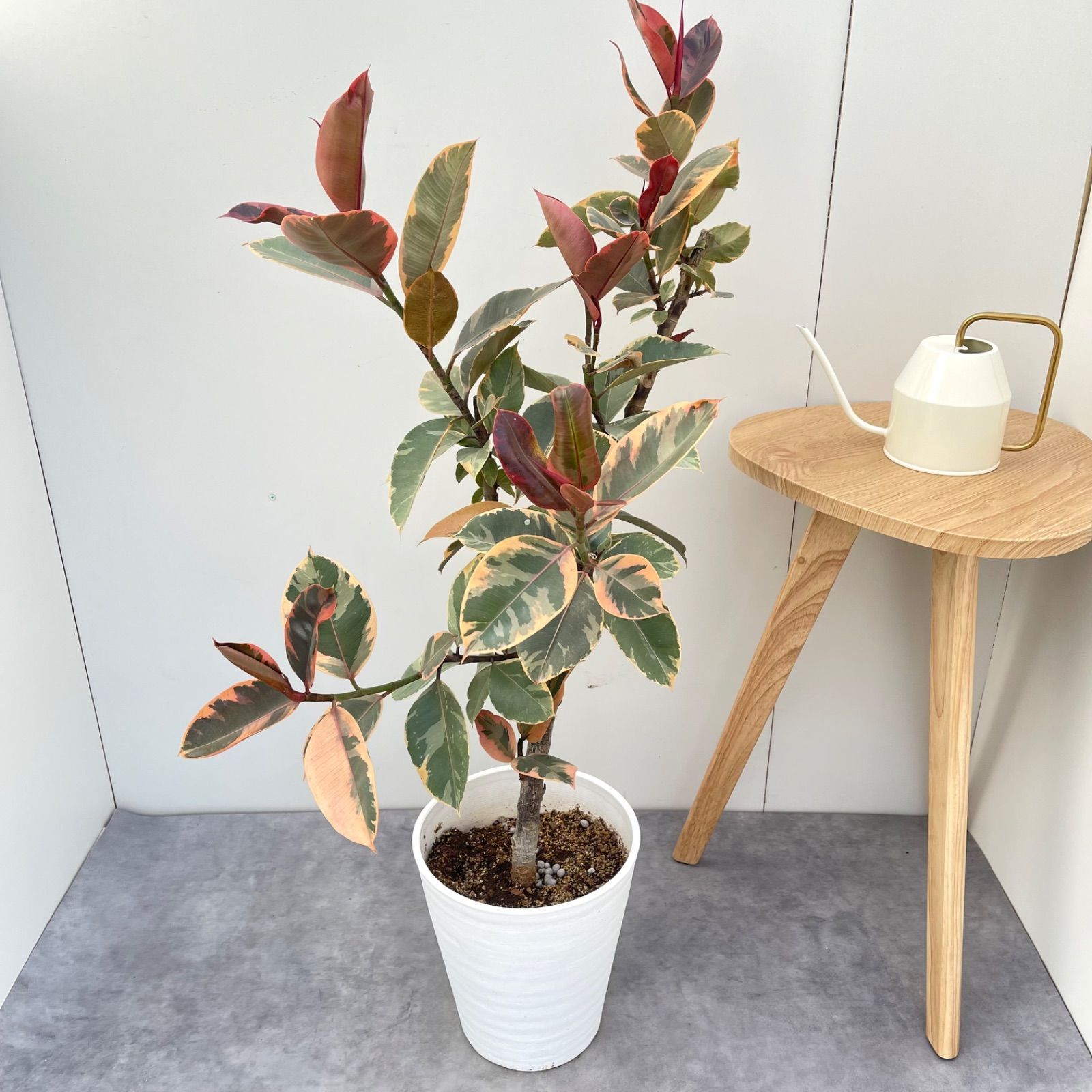 Elephant Graveyard 土地カード アラビアンナイト MTG