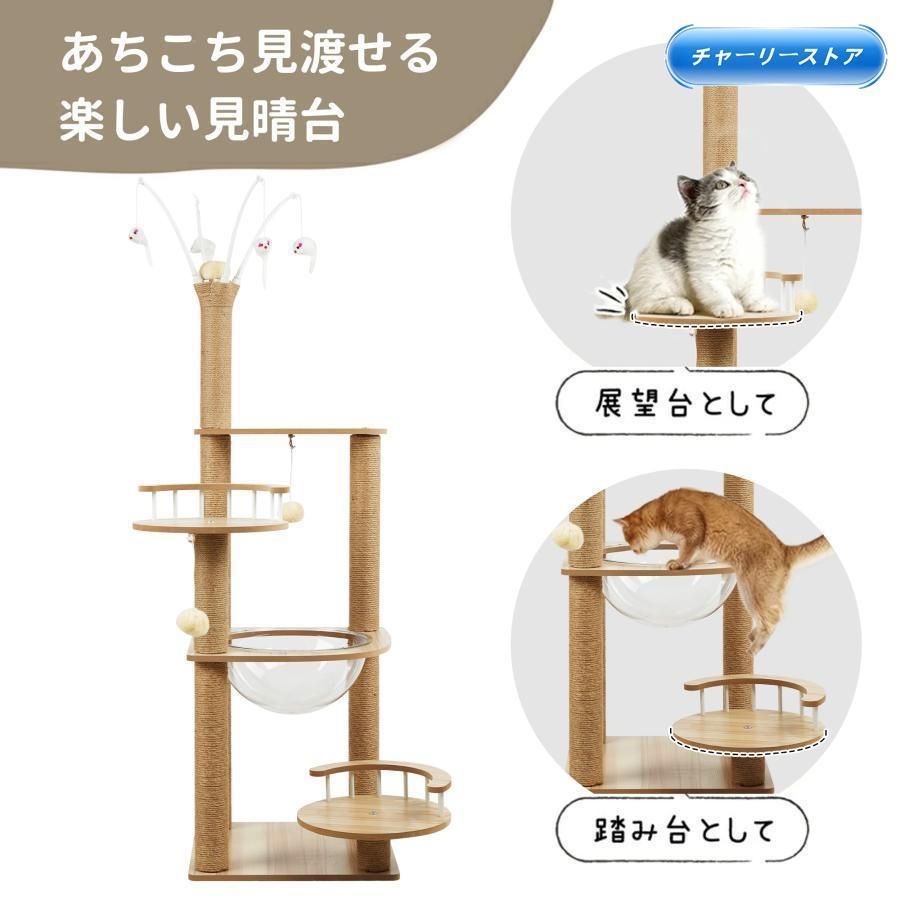 大型猫