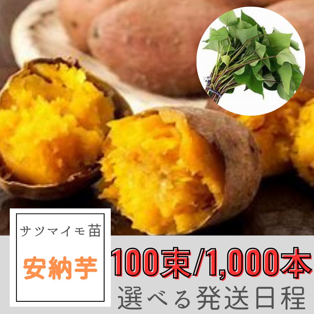 サツマイモ苗 安納芋 100束|1000本