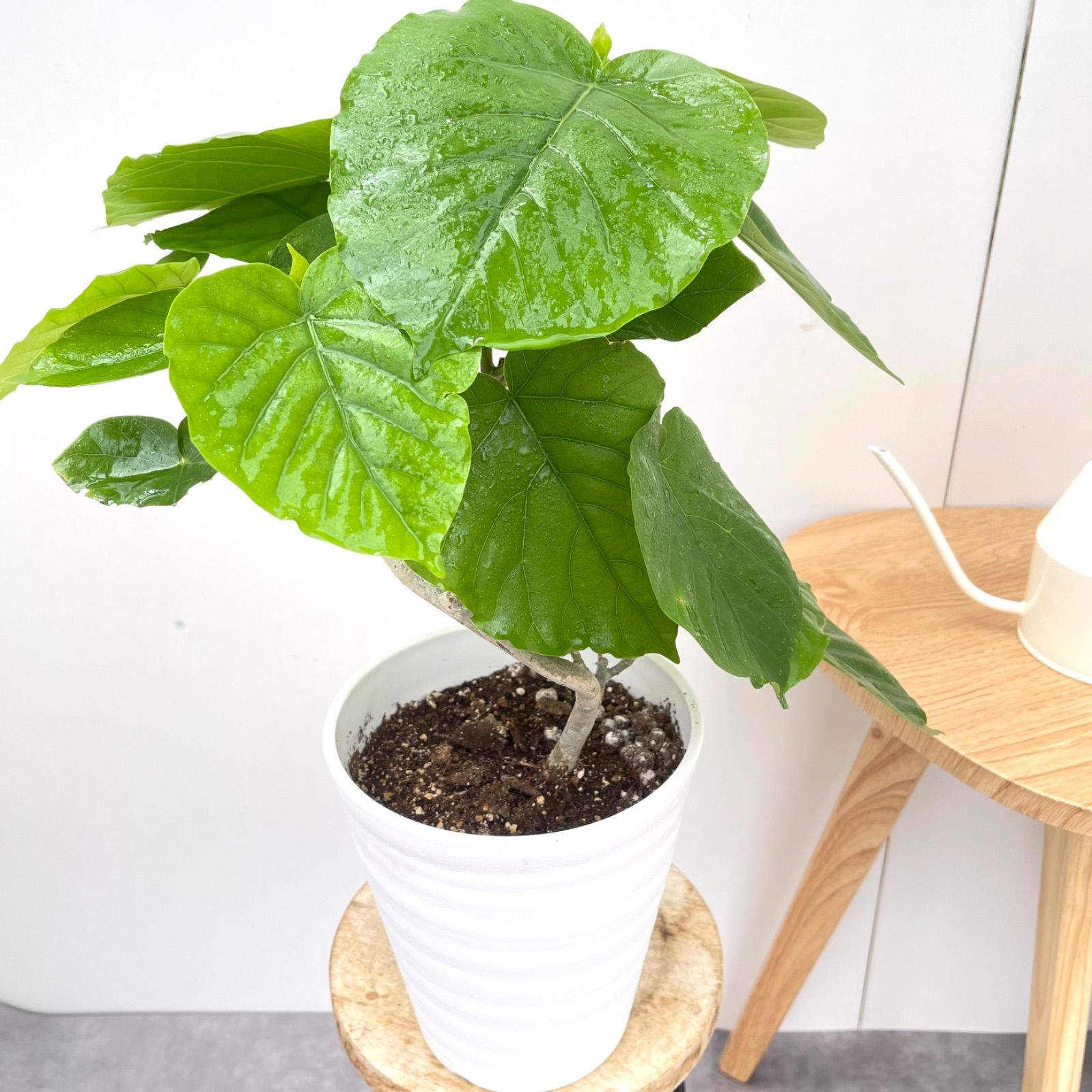 大型曲がりのフィカス.ウンベラータ 10号 180センチ 現品 観葉植物