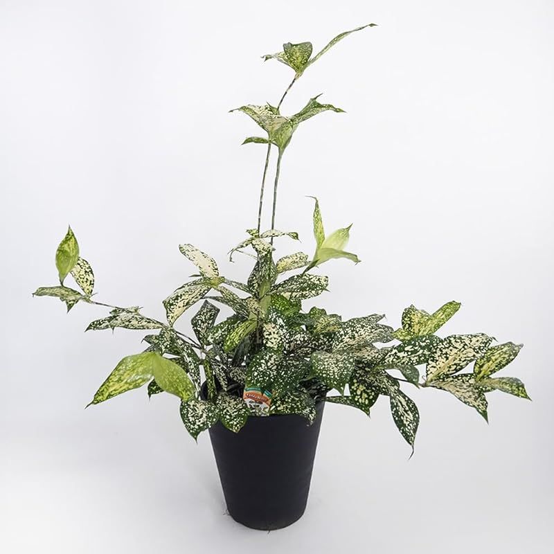 新品】 ITANSE ドラセナ ゴッドセフィアナ フロリダビューティー