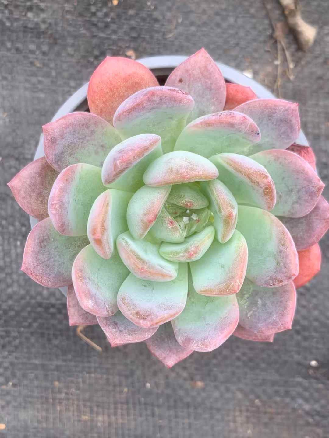 35株の抜き苗セット オールスター 多肉植物 佐川急便発送 エケベリア 韓国苗 LX42