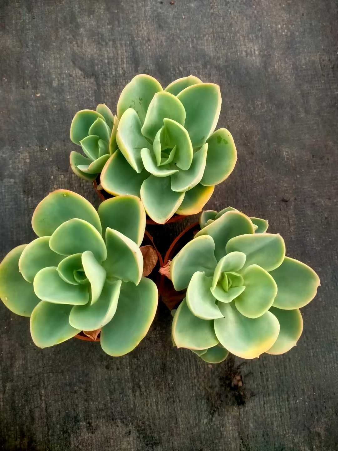 多肉植物　韓国苗　アイス　抜き苗 韓国多肉植物 抜き苗 アソート 選べる 5種類 10種類 詰め合わせ 多肉