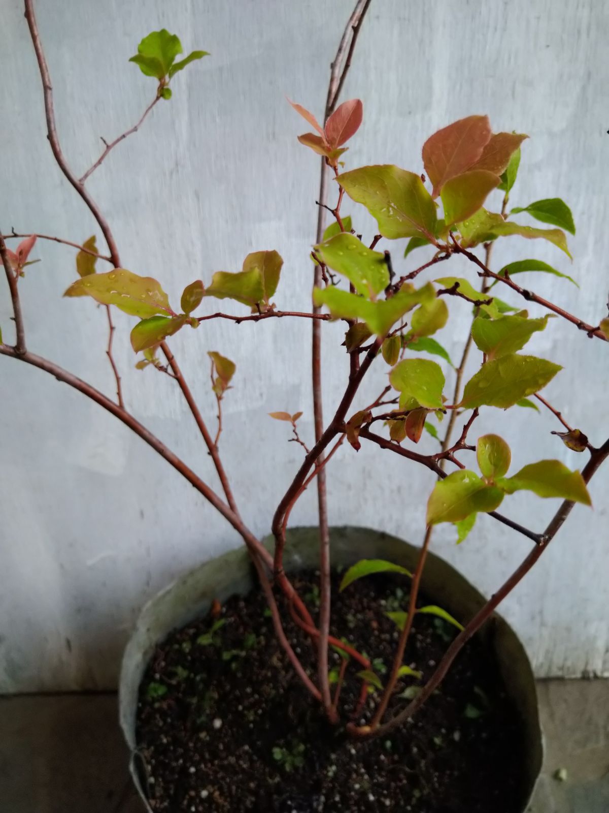 ジューンベリー株立ち③ ジューンベリー 15本株立ち 約2.5m 一点物