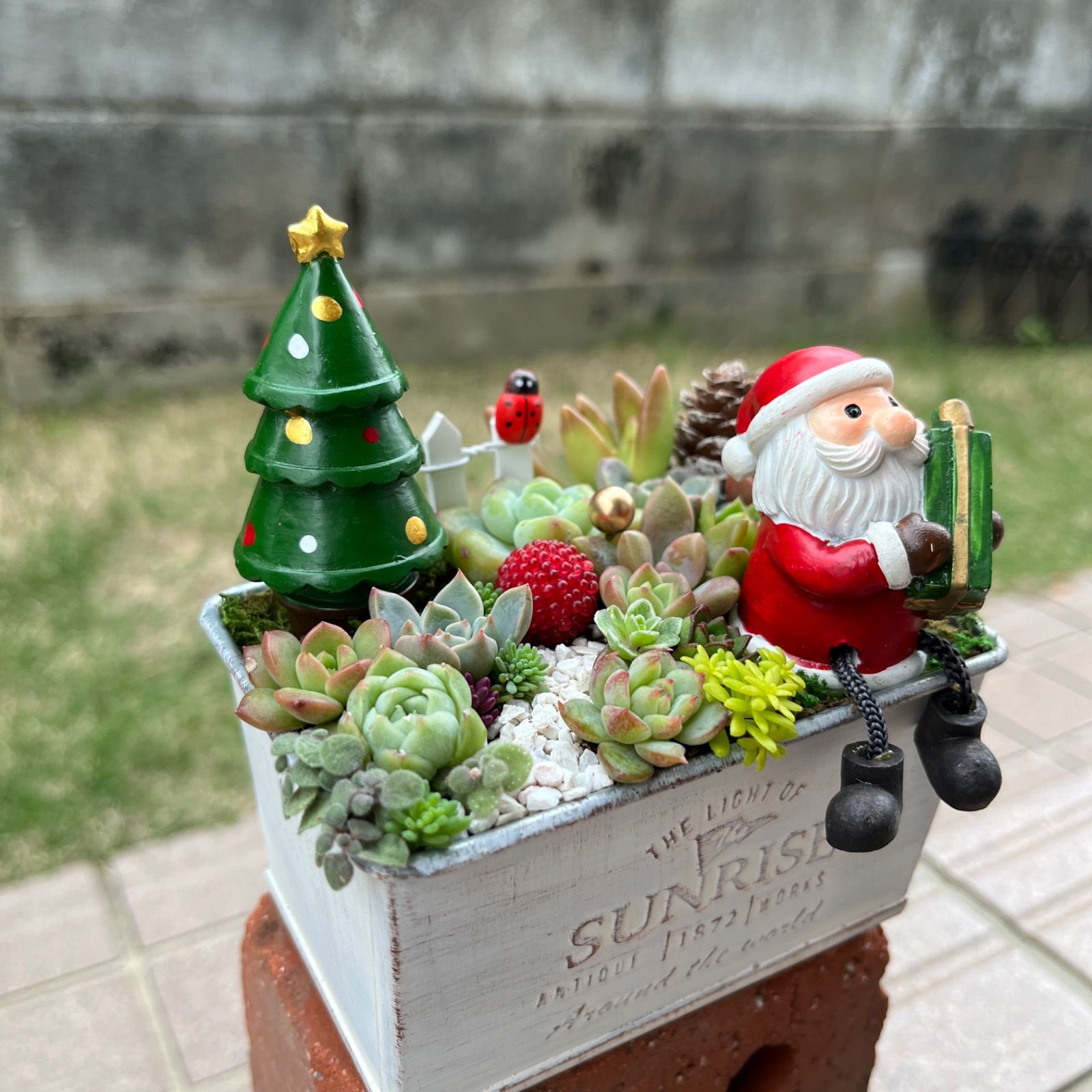 ♡そのまま飾れる♡クリスマス☆彡足ぶらサンタさんの可愛い多肉植物